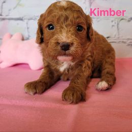 Cavapoo Puppies from Danielle Perkins's Cavapoos