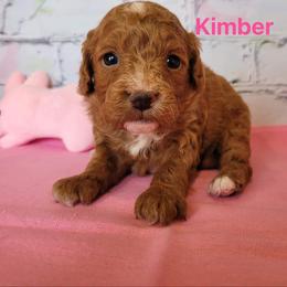 Cavapoo Puppies from Danielle Perkins's Cavapoos
