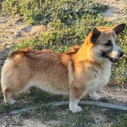 Honey - Pembroke Welsh Corgi