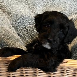 Australian Labradoodle Puppies from Forever Friends Labradoodles