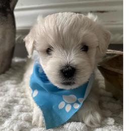 Remi - White male Coton de Tulear puppy in Freeport, Texas from H❤️PE COTONS