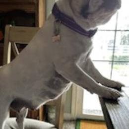 French Bulldogs from Piere Pups