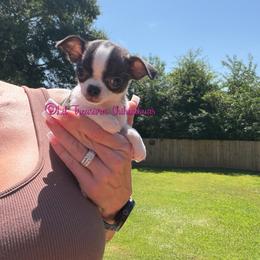 Tiny Chelley - Fawn brindled black female Chihuahua puppy in Anderson, South Carolina from Lil Treasures Chihuahuas