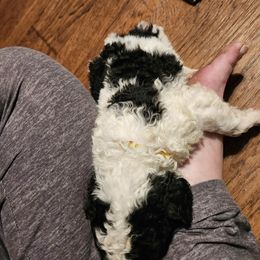 Aussiedoodle Puppies from Lotadoodle Farms