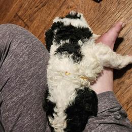 Aussiedoodle Puppies from Lotadoodle Farms