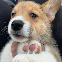 Girl 2 - Sable female Pembroke Welsh Corgi puppy in Newark, Ohio from Abc Cattle Co corgis