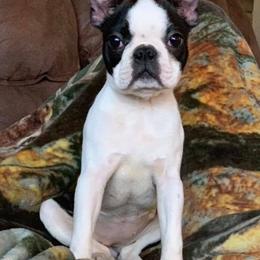 Boston Terriers from Lakeview Bostons