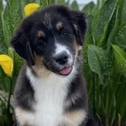 Girl 1 - Black Australian Shepherd puppy in Jonesborough, Tennessee from Lotus Australian Shepherds