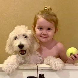 Bernedoodle and Goldendoodle Puppies from Dawg'on Doodles