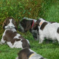 Spinone Italiano Puppies from Maple Hollow Spinone