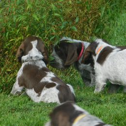 Spinone Italiano Puppies from Maple Hollow Spinone