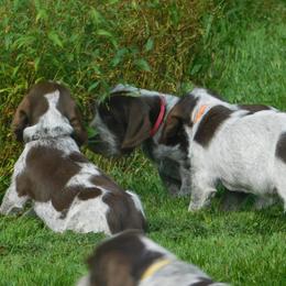 Spinone Italiano Puppies from Maple Hollow Spinone