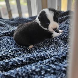 Blue collar-tri color - Black tri-color male Australian Shepherd puppy in Geneva, Florida from TGIF Doxies