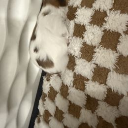 Shih Tzu Puppies from Wood Foo Breeders