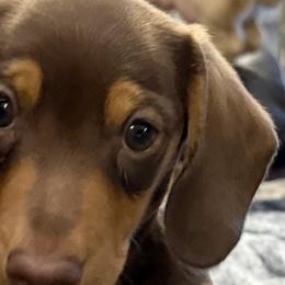 Dachshunds from Michael Egnor