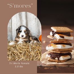 S'mores (Lilac Collar) - Blue merle female Bernedoodle puppy in Hudson, Indiana from TurkeyCreek-K9