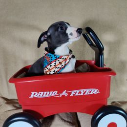 Angron - White and black Whippet puppy in Sweet Home, Oregon from Imperialis Kennels