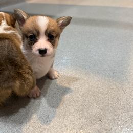 Seren - White and red female Pembroke Welsh Corgi puppy in Jenkinsburg, Georgia from Red Elephant Farms