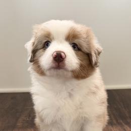 Muenster - Red merle female Miniature American Shepherd puppy in Lomira, Wisconsin from Rhythmic Beat’s