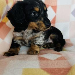 Girl 6 - Dapple female Dachshund puppy in Oklahoma from DRB Dachshunds