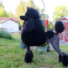 Poodles from Eloquent Poodles