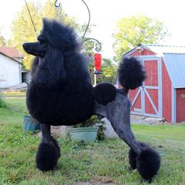 Poodles from Eloquent Poodles