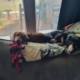 Dachshund Puppies from Russell Farms Dachshund