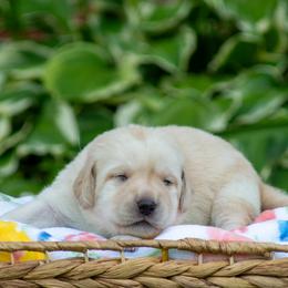 Doberman Pinscher and Labrador Retriever Puppies from Elevage Labrador Retrievers & Dalla Grazia Doberman