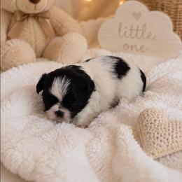Oreo - Black and white male Shih Tzu puppy in Vernon, Texas from Jennifer's Shih Tzus