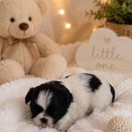Oreo - Black and white male Shih Tzu puppy in Vernon, Texas from Jennifer's Shih Tzus