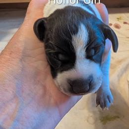 Honor - Liver roan female German Shorthaired Pointer puppy in Boulder Creek, California from Paloma Vista Ranch
