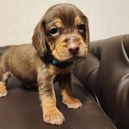 Preacher (Light Blue Collar) - Brown white and tan male Beagle puppy in Bois D Arc, Missouri from Country Home Pets and Farm