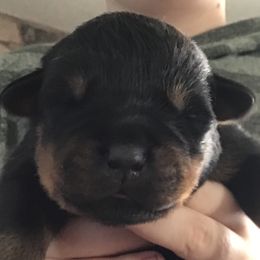 Boy 4 - Rottweiler puppy in Newport Center, Vermont from Rosalyn's Rottweilers