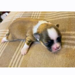 SCBoy 1 - Sable and white male Shih Tzu puppy in Meridian, Oklahoma from Crazy Love Kennels