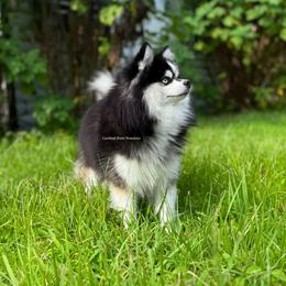 Legend - Pomsky