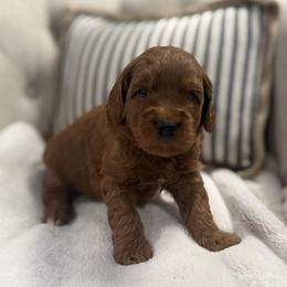Ashton - Blue Collar Boy - Red  male Goldendoodle puppy in Pleasant Hill, Iowa from Harvest Creek