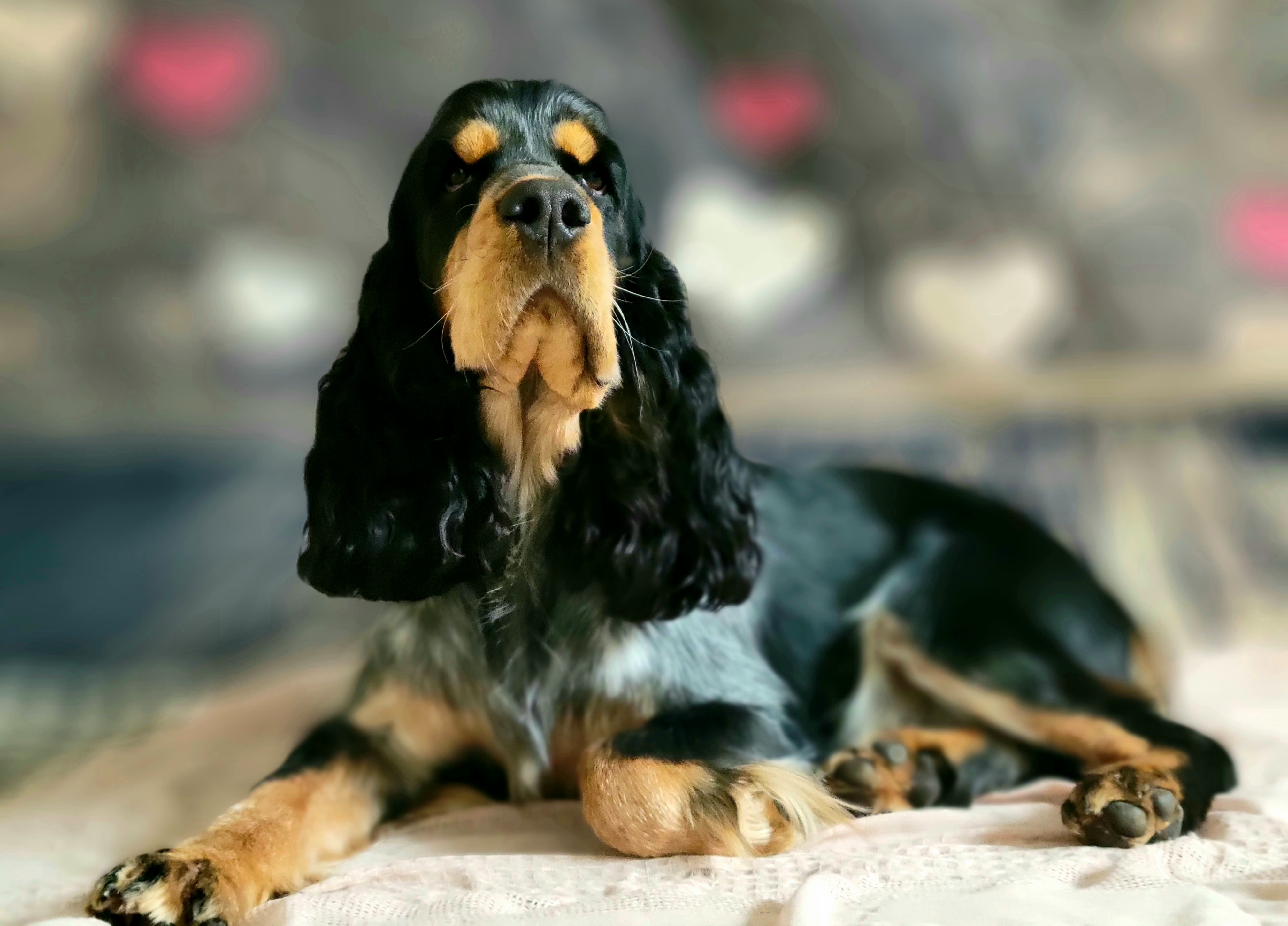 Opal - English Springer Spaniel