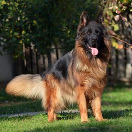 Kety - German Shepherd