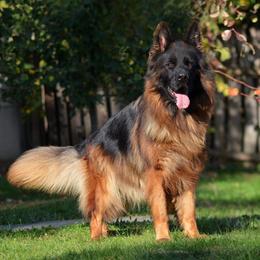 Kety - German Shepherd