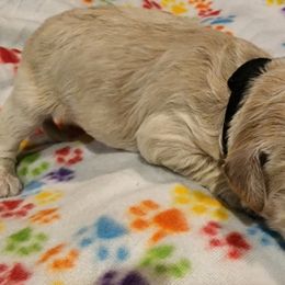 Goldendoodle Puppies from Lauralyn's Goldendoodles