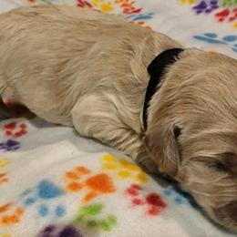 Goldendoodle Puppies from Lauralyn's Goldendoodles