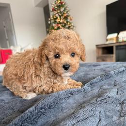 Ozzy - Apricot male Poodle puppy in Queen Creek, Arizona from Prestigious Toy Poodles