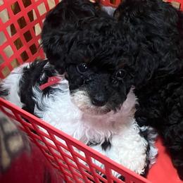 Rose-Red Collar - Phantom female Poodle puppy in Winter Haven, Florida from Herdez’s Poodles