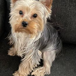 Mia - Yorkshire Terrier
