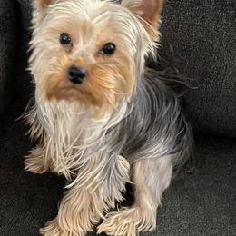 Mia - Yorkshire Terrier