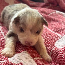 Orion - Red merle female Border Collie puppy in Mckinney, Texas from Border Collies of Ruidoso