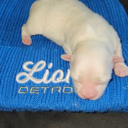 Maltese and Yorkshire Terrier Puppies from TLC Kennels TenderLittleCuties