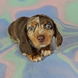 Dachshund Puppies from Newbern's Nuggets