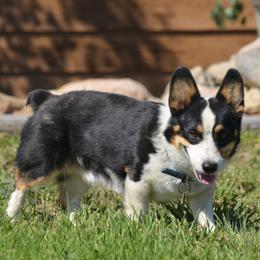 Shad - Pembroke Welsh Corgi