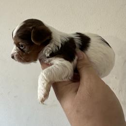 Waylon - Parti male Yorkshire Terrier puppy in Rochester, New York from Tnt Yorkies and Cosmic corgis